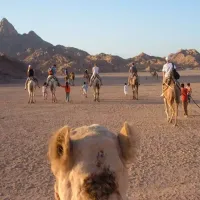 Bedouin Dinner And Camel Ride In The Sharm El Sheikh Desert