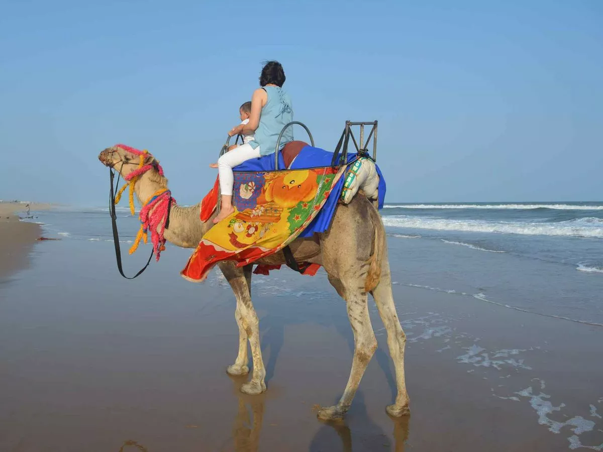 camel-treking-agadir-ask-aladdin