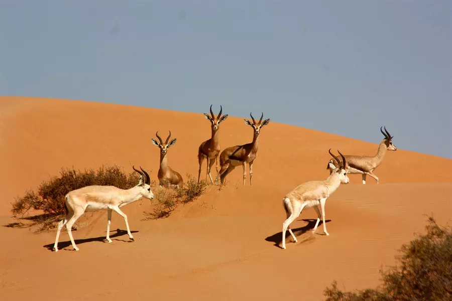 dubai-desert-conservation-reserve-ask-aladdin
