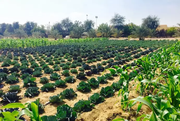 the-organic-oasis-farm-ask-aladdin